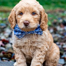 Australian Labradoodle Puppies from Providence Labradoodles, LLC