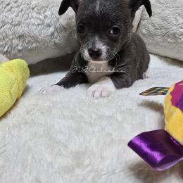 Baloo - Blue and white male Chihuahua puppy in Albuquerque, New Mexico from JVJ Chihuahua