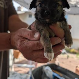 Rosie - Black brown and white female Papillon puppy in Spokane Valley, Washington from D and T's Papillons