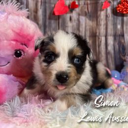 Australian Shepherd and Pembroke Welsh Corgi Puppies from Lewis Aussie’s & Corgi’s