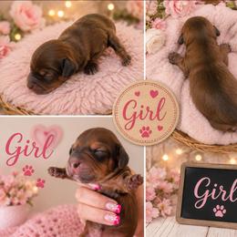 Lilo - Red female Dachshund puppy in Queen Creek, Arizona from Wigglebutt Miniature Dachshund Az
