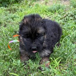 Orange male - Black and red male German Shepherd puppy in Herrick, South Dakota from Dakota Shepherds Kennels