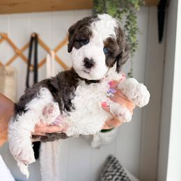 Chocolate - Merle male Bernedoodle puppy in South Jordan, Utah from Wonderful World Doodles