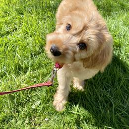 Australian Labradoodle Puppies from Victoria Creek Australian Labradoodles