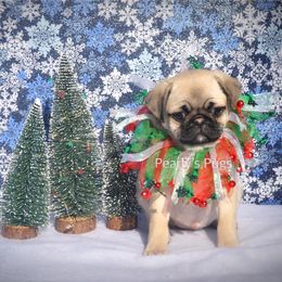 Pug Puppies from Pearly’s Pugs