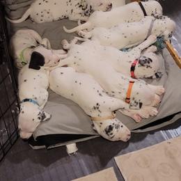 Dalmatian Puppies from Delaney's Dalmatians