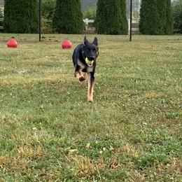 German Shepherd Puppies from Haus Kriegerhund
