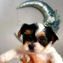 Biewer Terrier and Yorkshire Terrier Puppies from Yorkie Town California