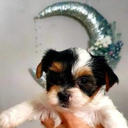 Biewer Terrier and Yorkshire Terrier Puppies from Yorkie Town California