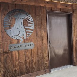 German Shepherds and Labrador Retrievers from RJS Kennels