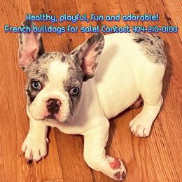 Airedale Terriers and French Bulldogs from Rock of Ages