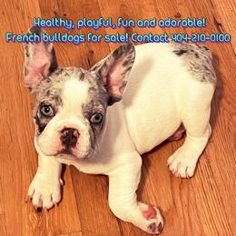 Airedale Terriers and French Bulldogs from Rock of Ages
