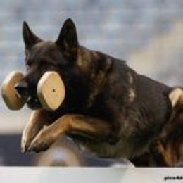 Glenn - German Shepherd