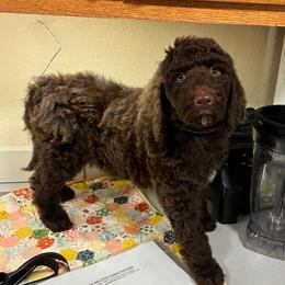 12. WILLOW - GREY COLLAR BOY - Chocolate male Goldendoodle puppy in Charlo, Montana from Heavenly Hilltop Farm