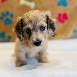 Dachshund Puppies from Jen's Doxie Den