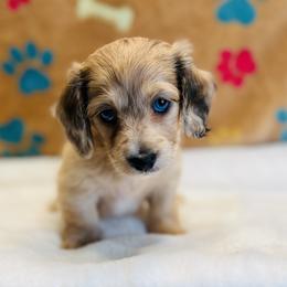 Dachshund Puppies from Jen's Doxie Den