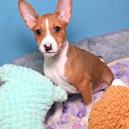 Sienna...Red female - Red and white female Basenji puppy in Eugene, Oregon from Basenji Puppies