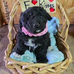Girl 3 - Brown female Corgipoo puppy in Junction, Utah from Sugar Doodles