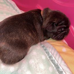 French Bulldog Puppies from Follow Farm French Bulldogs