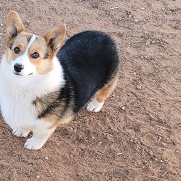 Girl 2 - Pembroke Welsh Corgi puppy in Anton, Texas from X Bar's Lil Legs of Texas