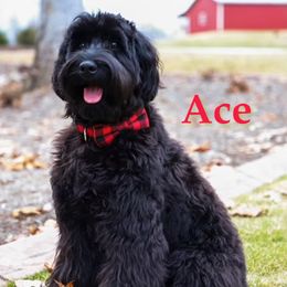 Ace - Australian Labradoodle