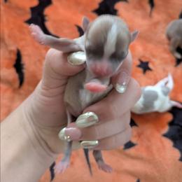 Lushie - Blue and white male Chihuahua puppy in Amity, Pennsylvania from Baxters Chihuahuas