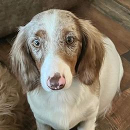 Moon - Dachshund