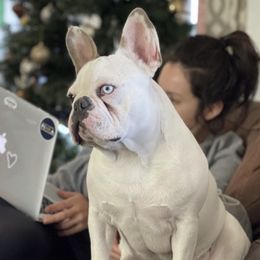 French Bulldogs from California French Bulldogs