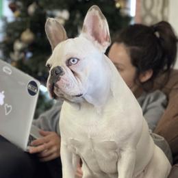 French Bulldogs from California French Bulldogs