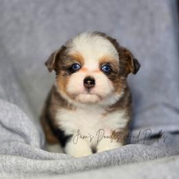 Juno - Blue merle female Aussiedoodle puppy in Cleveland, Georgia from Jam's Doodles And Poodles