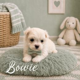 Bowie - White male Maltese puppy in Bowling Green, Kentucky from Denise Clark