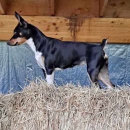 Rat Terriers from Far North Rat Terriers