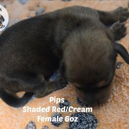 Pips - Red female Dachshund puppy in Hoquiam, Washington from Heyd's Mini Dachshunds