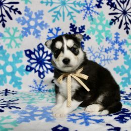 Eclipse(M3) - Black and white female Siberian Husky puppy in Lunenburg, Vermont from SNOW WOOLY HUSKY