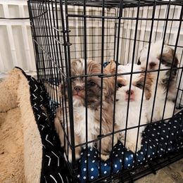 Shih Tzu Puppies from Shantii's Shih Tzu's