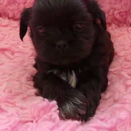 Special - Black female Shih Tzu puppy in Sulpher Springs, Texas from Pams Precious Shih Tzus