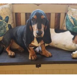 Droppy - Basset Hound