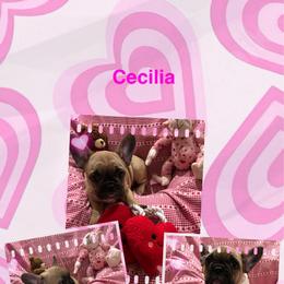 Cecilia - Fawn female French Bulldog puppy in Neenah, Wisconsin from Mimosa Acres French Bulldogs LLC