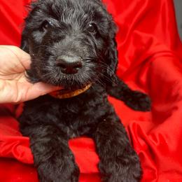 Orange - Goldendoodle puppy from Mount Doodles