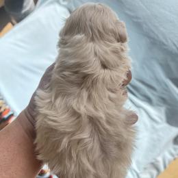 Boy 1S - Cafe au lait male Maltipoo puppy in Las Vegas, Nevada from Maltipoo_vegas