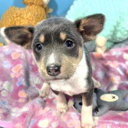 Blue tri male 2,11 - Blue cream and white male Basenji puppy in Eugene, Oregon from Basenji Puppies