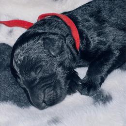 Red collar - Black male German Shepherd puppy in Marion, Ohio from Legacy K9’s