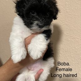 Havanese Puppies from Hoodview Havanese