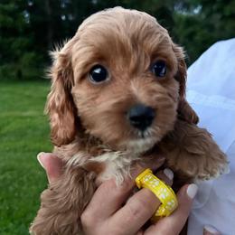 Yellow Sunflower - female Cavapoochon puppy in Clementon, New Jersey from PitterPatterPuppiesNJ