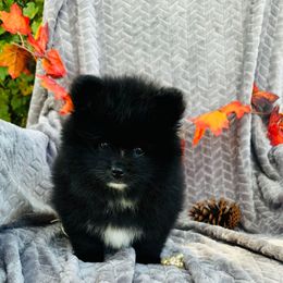 Shadow - Cream male Pomeranian puppy in Green Cove Springs, Florida from Natasha's Ark of Joy