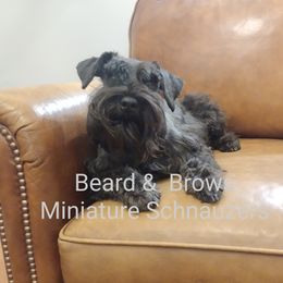 Lila - Miniature Schnauzer