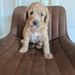 Blue - Apricot male Goldendoodle puppy in Prattville, Alabama from Jericho Junction Doodles and Poodles