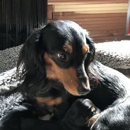 Jodi - Dachshund