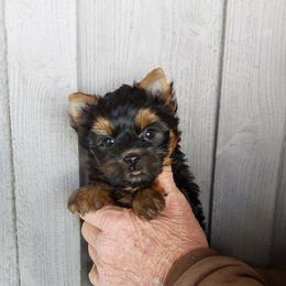 Boy 2 - Black and gold male Yorkshire Terrier puppy in Jamestown, Tennessee from Green Ridge