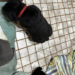 Cane Corso Puppies from Willow’s Meadow